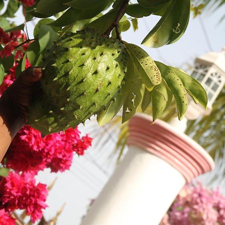 Sweetsop Jamaica Villa And Tours 蒙特哥贝 外观 照片