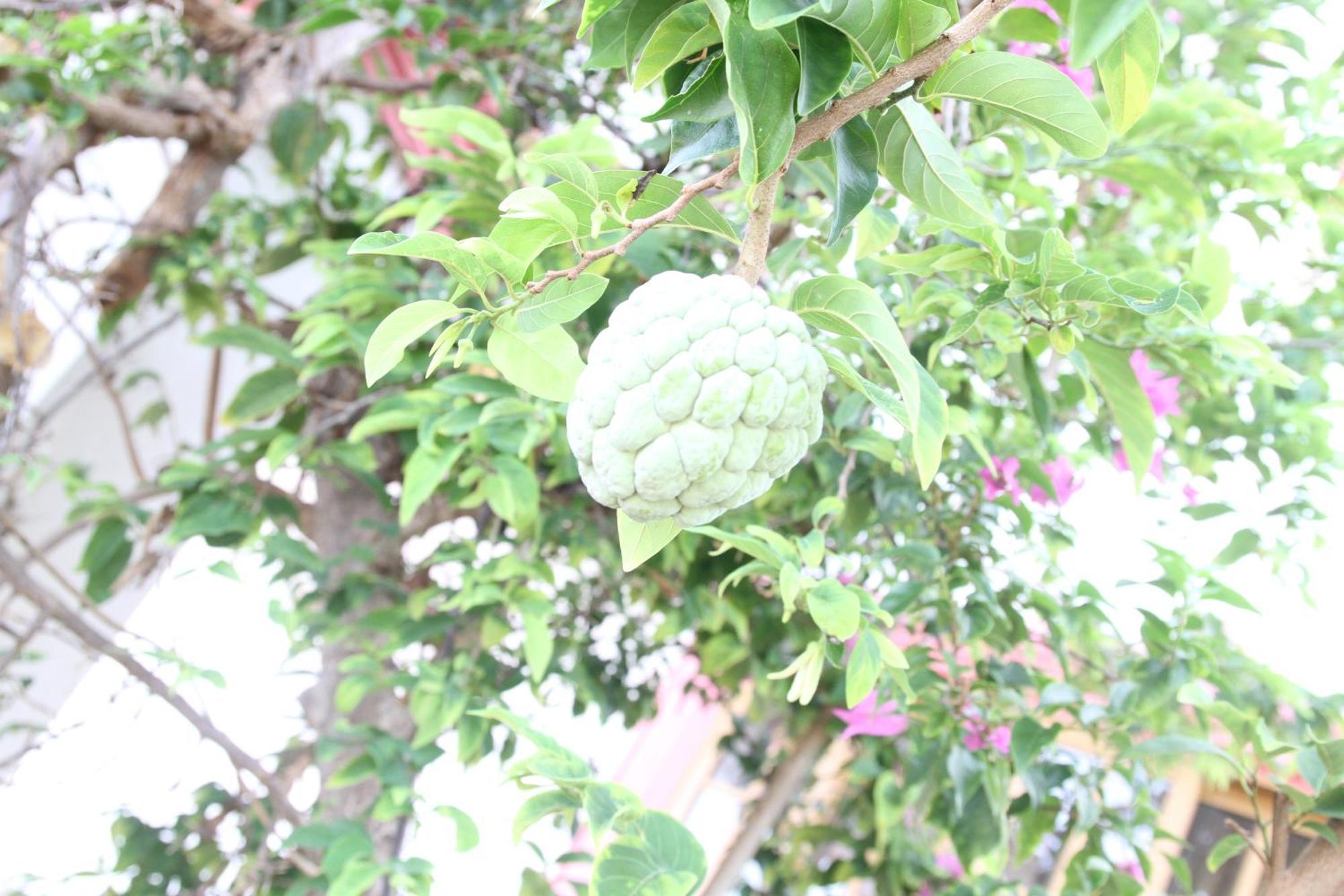 Sweetsop Jamaica Villa And Tours 蒙特哥贝 外观 照片
